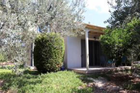 Vassia 1